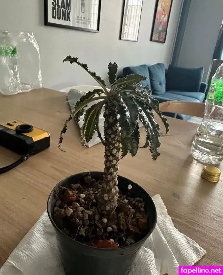 Solazolafree OnlyFans Thumbnail #5NSqGQbOmr