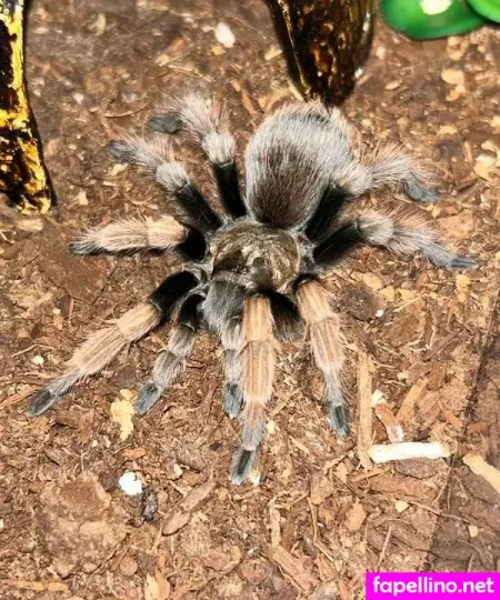 Spoodermom OnlyFans Thumbnail #L0Zdp2xRjk