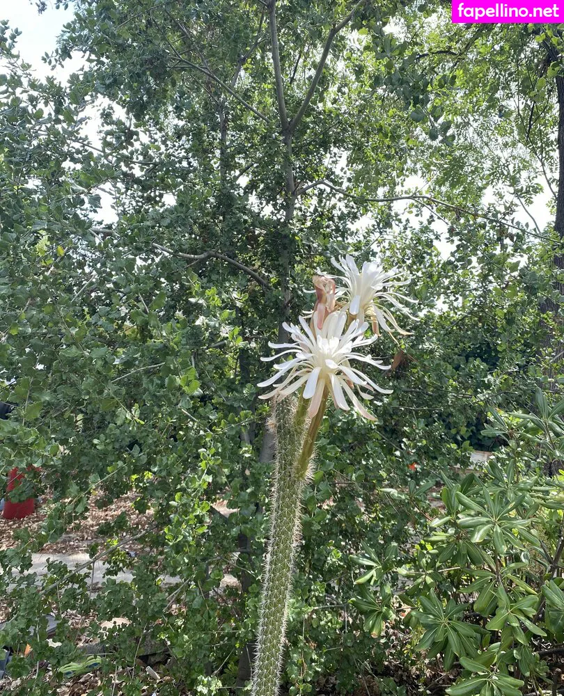 tallielorain, tallielorainofficial_ Nude Leaked OnlyFans Photo #6O3D3hw6ww