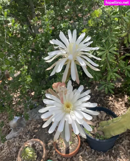 Tallielorain OnlyFans Thumbnail #B9dprp5WHl