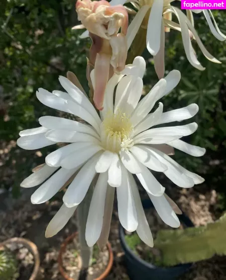 Tallielorain OnlyFans Thumbnail #LCDhbGR6uK