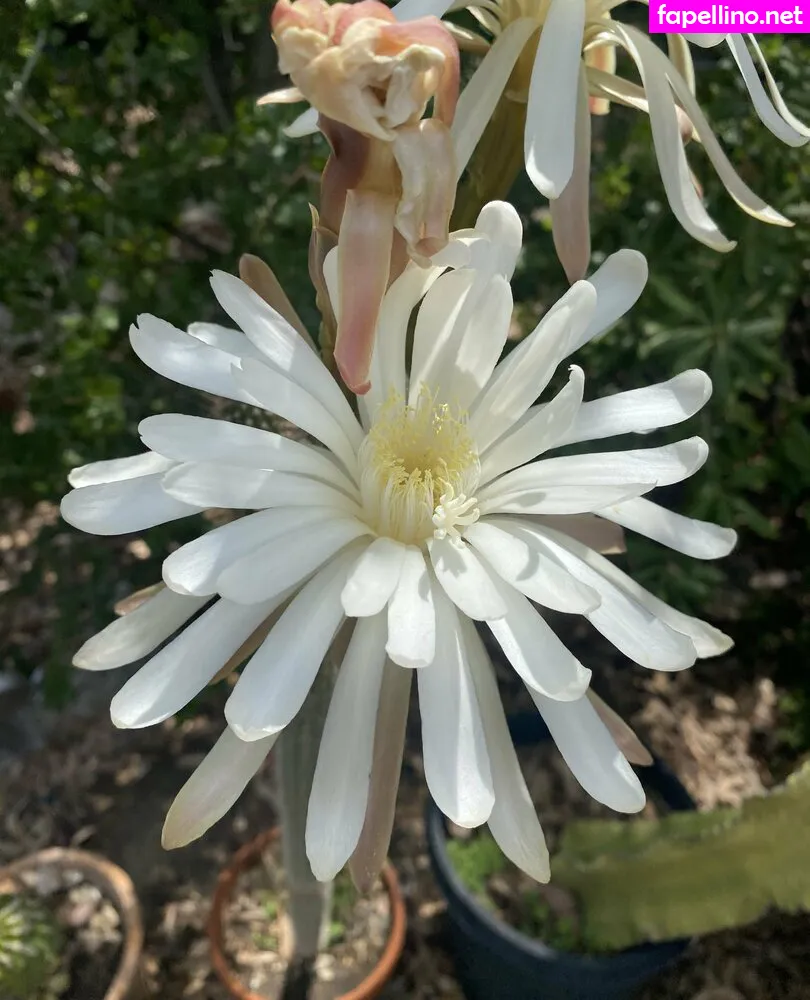 tallielorain, tallielorainofficial_ Nude Leaked OnlyFans Photo #LCDhbGR6uK