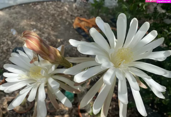 Tallielorain OnlyFans Thumbnail #pEL4xKjSWN