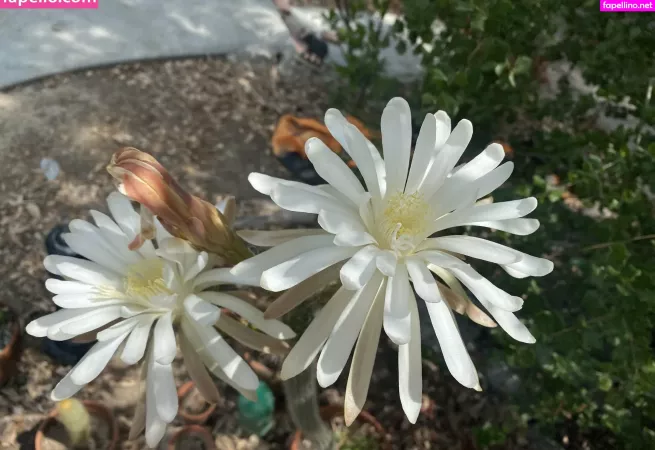 Tallielorain OnlyFans Thumbnail #vi1vSzIJ8x