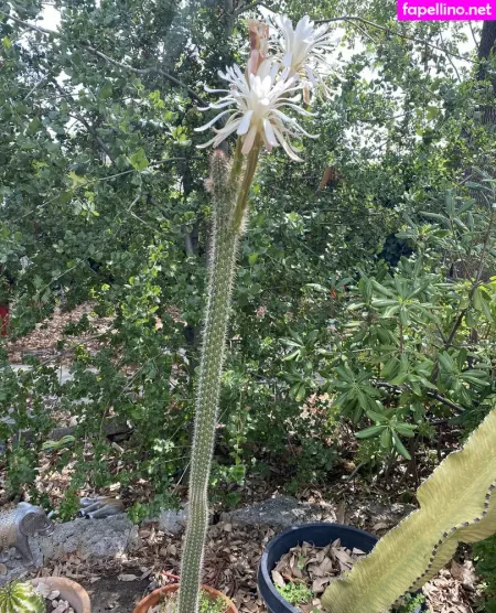 Tallielorain OnlyFans Thumbnail #xqtdwt5gew