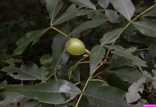 Theforgegirl OnlyFans Thumbnail #sshjcc1t4V