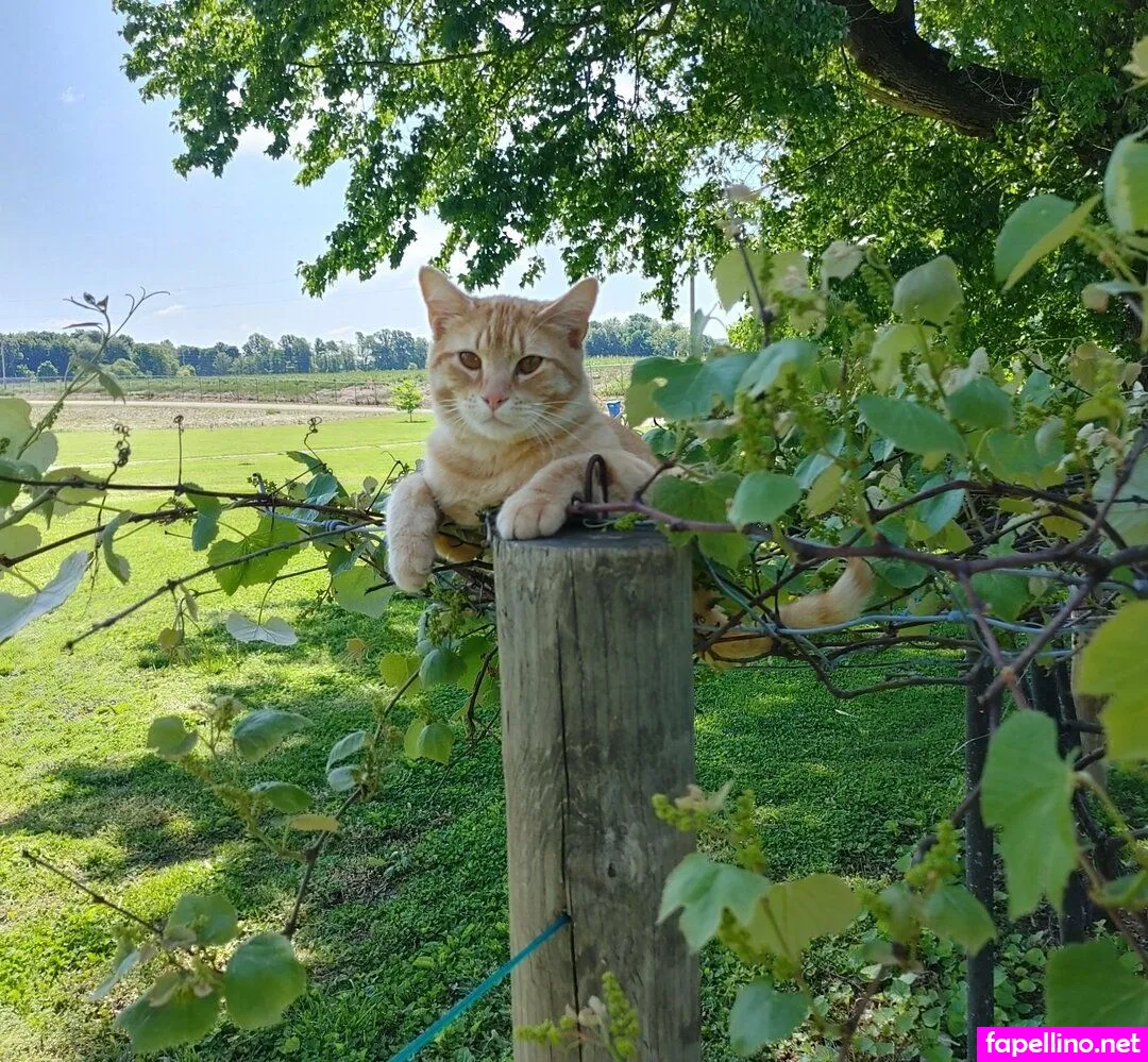 theladyla, theladylayla Nude Leaked OnlyFans Photo #F4J7WSxaMy