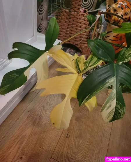 U213919435 OnlyFans Thumbnail #AxxXwBFXnY