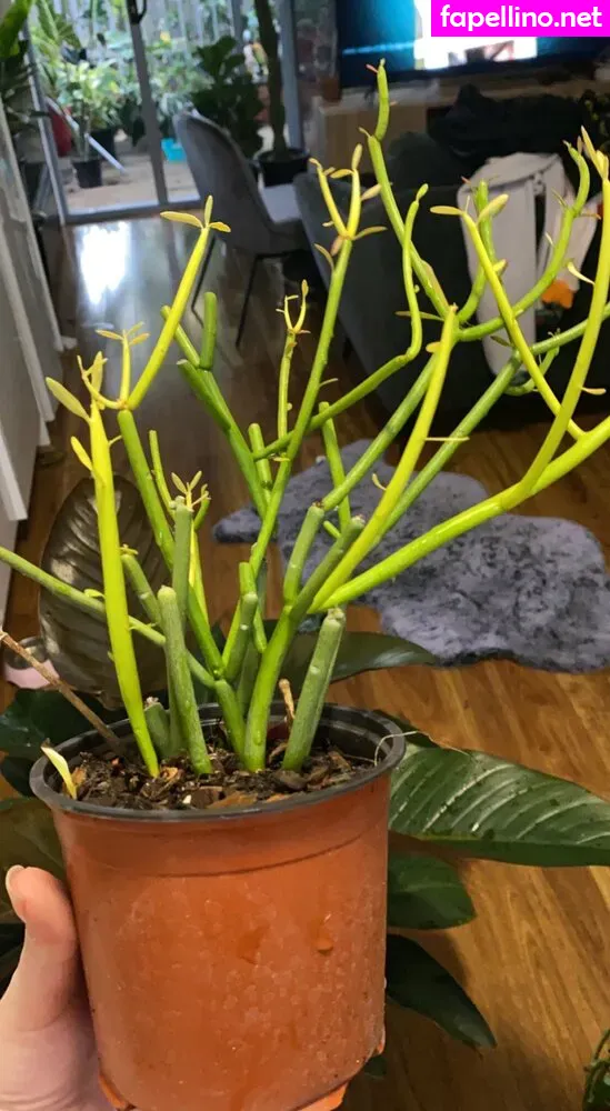 uncutsextapes Nude Leaked OnlyFans Photo #1HPYLw7qAd