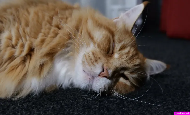 Urfavkiwitgirl OnlyFans Thumbnail #GjKlCsvEAx