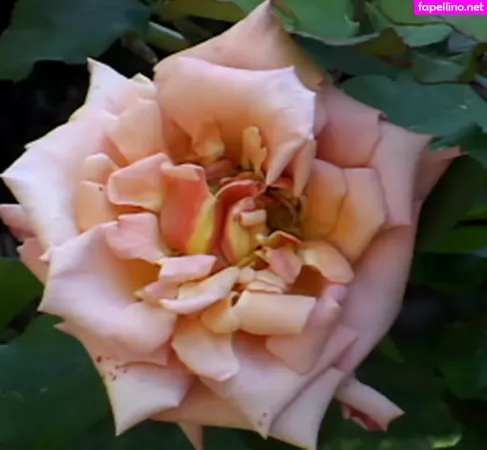 Vanessa Lane OnlyFans Thumbnail #MlZ0Fk1S7T