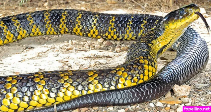 Venomous OnlyFans Thumbnail #BasV66EDow