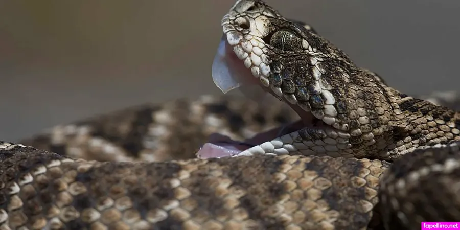 Venomous Main Profile Photo