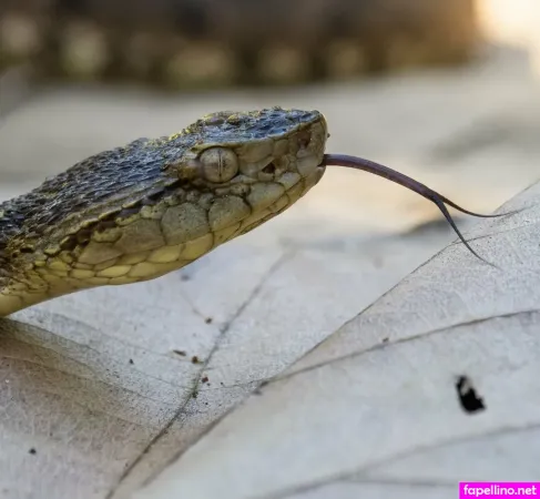 Venomous OnlyFans Thumbnail #cidZEbdevn