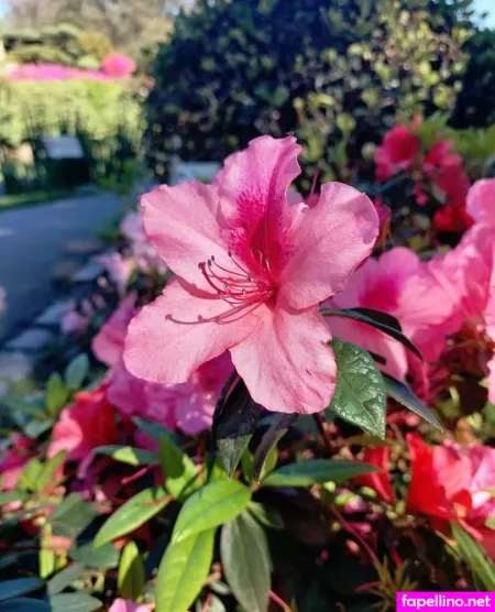 Venusagus OnlyFans Thumbnail #wkKbioKm3u