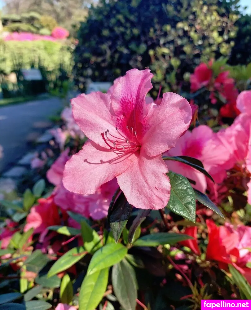 venusagus Nude Leaked OnlyFans Photo #wkKbioKm3u