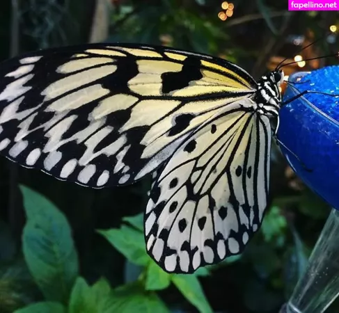 Veronica Wilson OnlyFans Thumbnail #Cib8q0O8s5