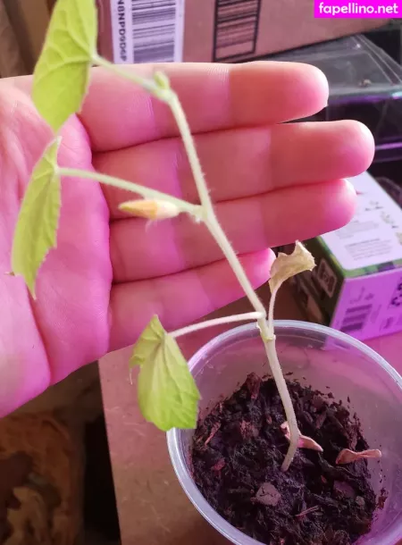 Veronikaplants OnlyFans Thumbnail #LCCjuOdTPx