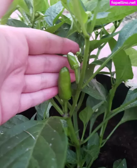 Veronikaplants OnlyFans Thumbnail #MgzeMbBEcl