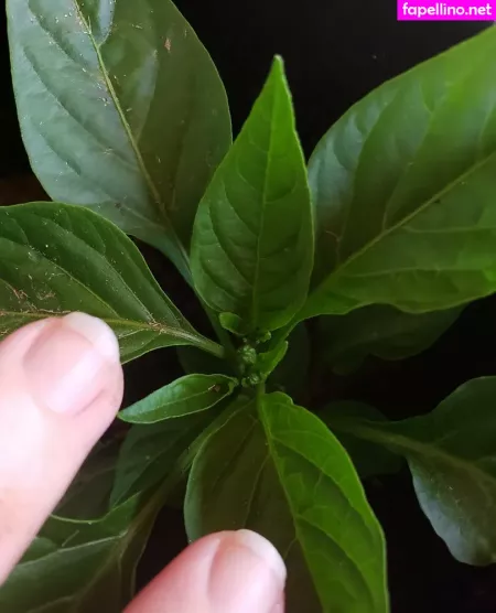 Veronikaplants OnlyFans Thumbnail #XvPcOF1nOI