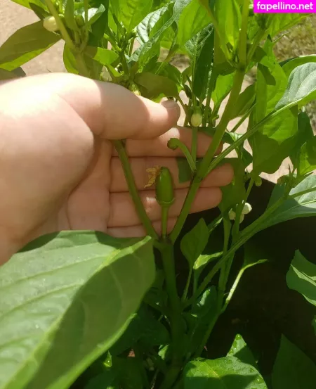 Veronikaplants OnlyFans Thumbnail #ds1EjMppQD