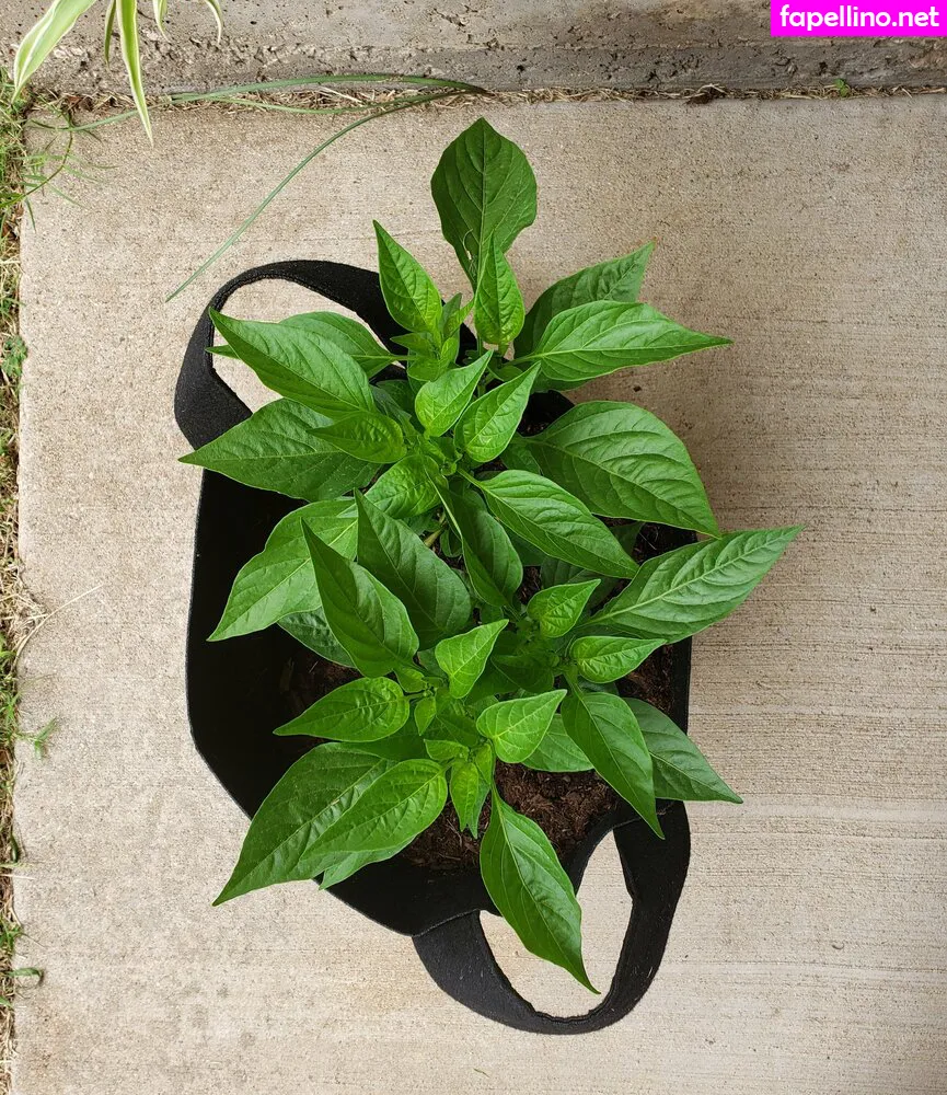 plantropia, veronikaplants Nude Leaked OnlyFans Photo #xuhm9zILqw