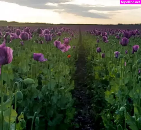 Violet Denier OnlyFans Thumbnail #HGB0VIdTpL