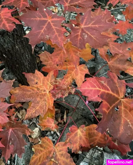 Whoopsiidaisy OnlyFans Thumbnail #zh7HYOzbi7