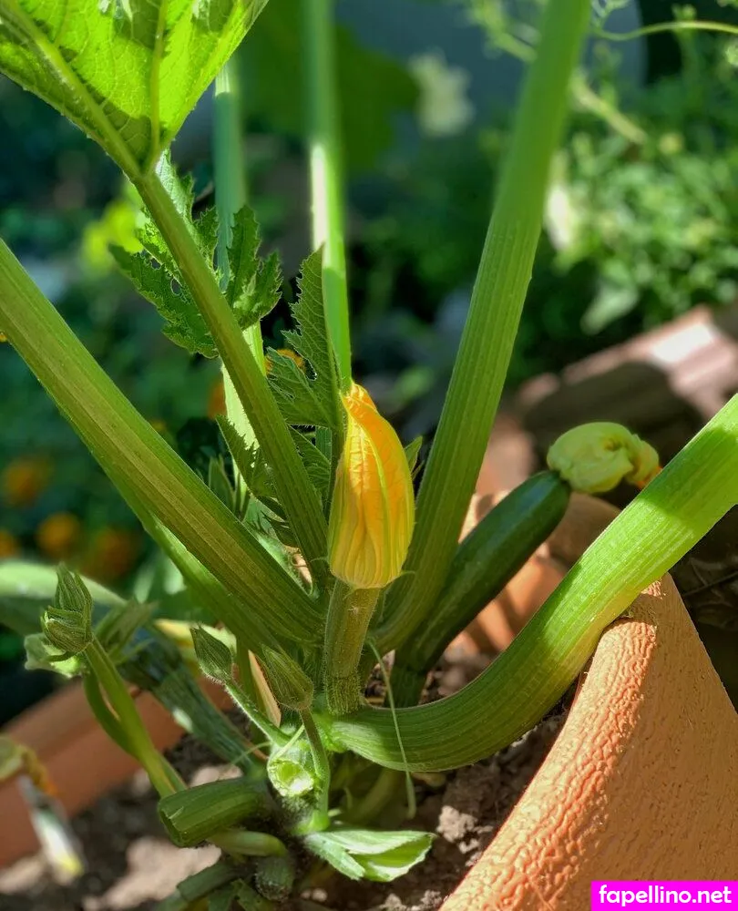 wolfofthewild, wolfofthewildd Nude Leaked OnlyFans Photo #pVk1VceKq6