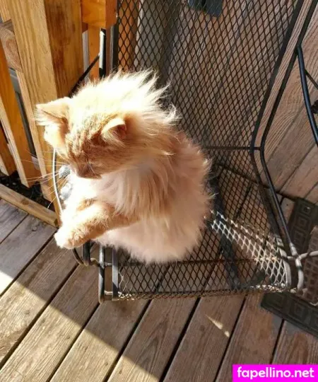 Wylde Starlight Main Profile Photo