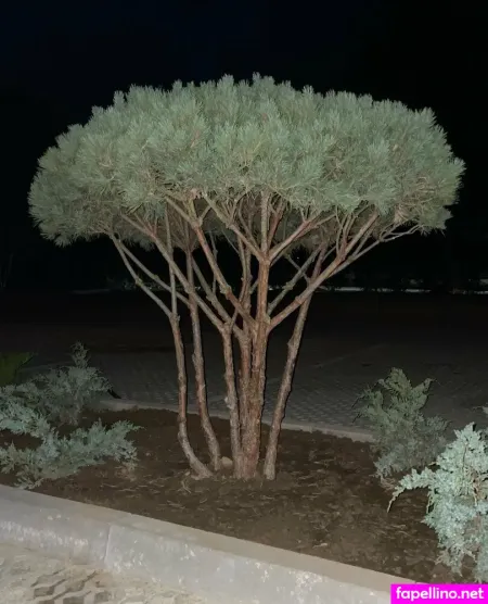 Xaevra Main Profile Photo