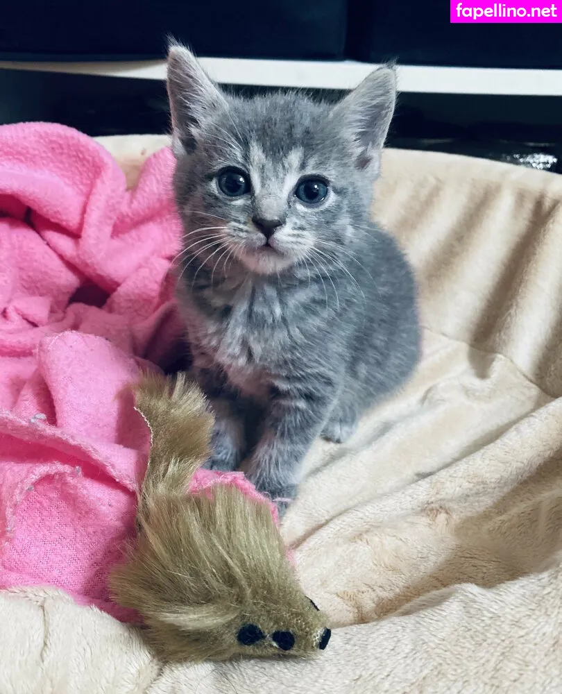 xxxhookedonbrookefree Nude Leaked OnlyFans Photo #SappWbFp8g