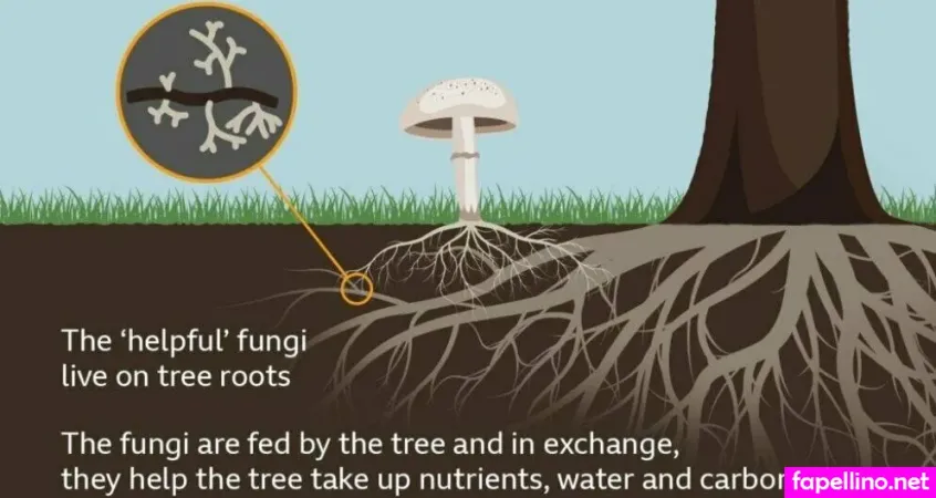 Zaradar Tv OnlyFans Thumbnail #ASCkWGOYWp