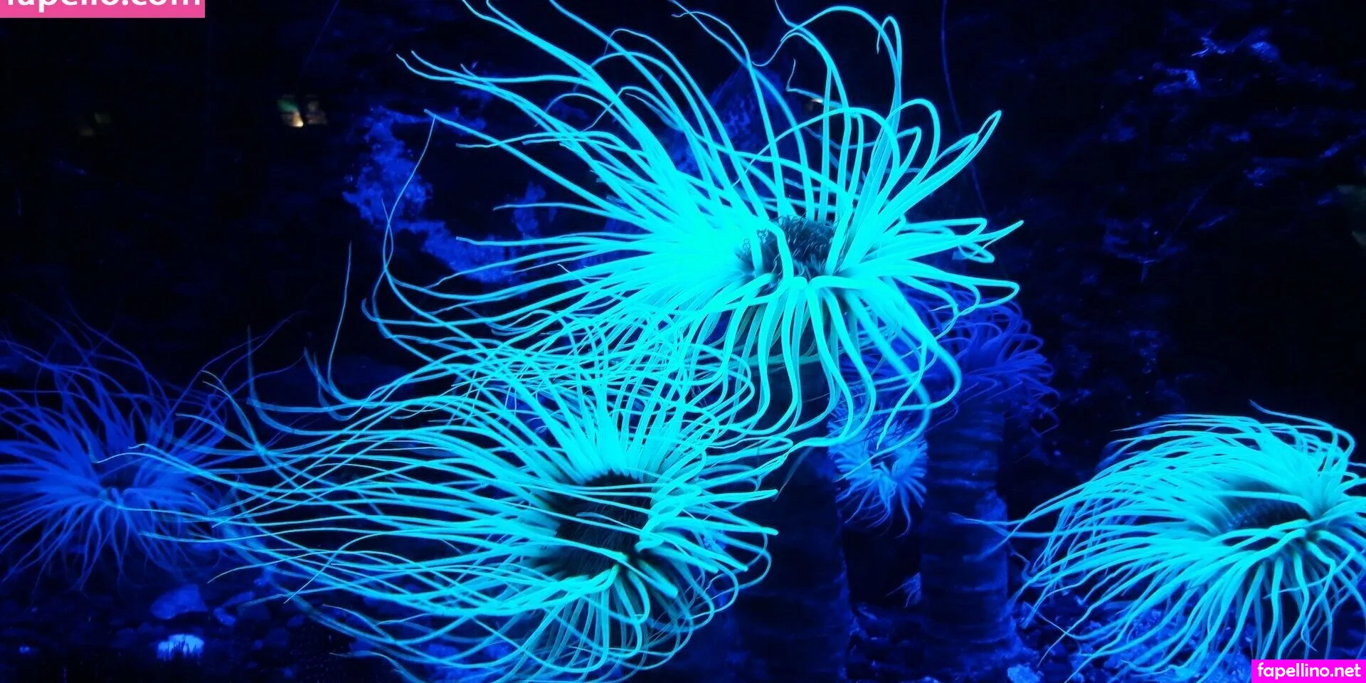 zara.darz, zaradar.tv Nude Leaked OnlyFans Photo #jGfJmbdec7